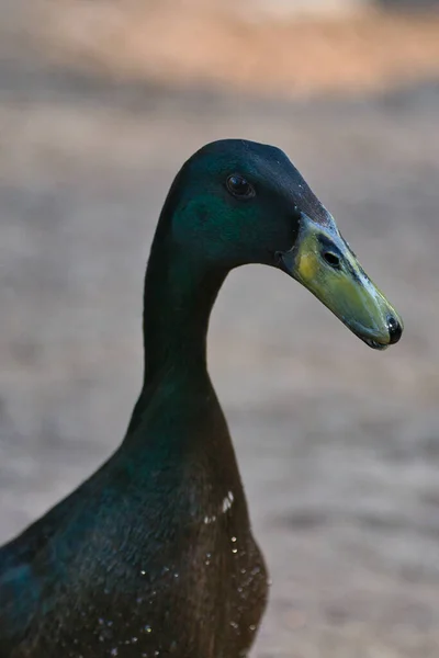 Indian Runner Duck Decorative Meat Eating Duck Popular Poultry Farmers — Stock Photo, Image