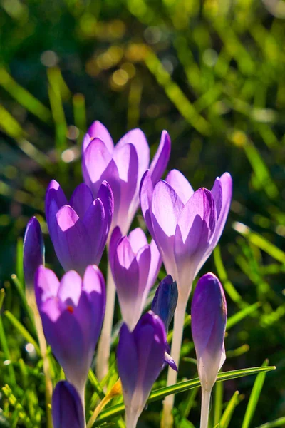 Purpurrote Krokusse Der Sonne — Stockfoto