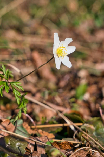 Schönheit Frühlingsblumen Wald Anemone Nemorosa — Stockfoto