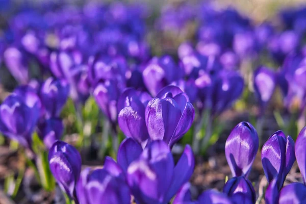 Purpurrote Krokusse Der Sonne — Stockfoto