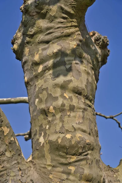 Imagen Una Textura Corteza Árbol Platano —  Fotos de Stock