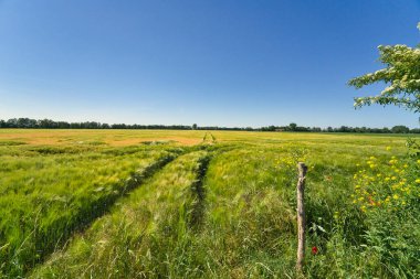 Buğday tarlasında ve mavi gökyüzünde güzel gün batımı