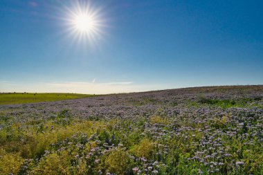 Mavi safra Phacelia tanacetifolia Benth, Brandenburg 'da yaz mevsiminde filizlenir.