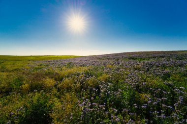 Mavi safra Phacelia tanacetifolia Benth, Brandenburg 'da yaz mevsiminde filizlenir.