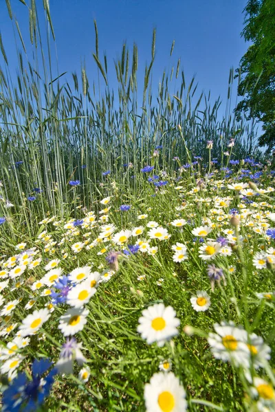 Field Rye Cornflowers Background Blue Sky — Stock Photo, Image
