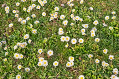 İlkbaharda yakın planda güzel papatya