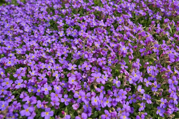 Closeup Aubrieta Purple Flowers Spring Rockery Garden — Stock Photo, Image