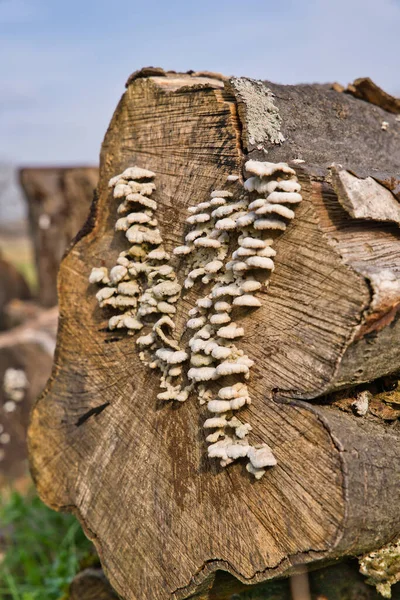 Una Comuna Schizophyllum Conocida Como Gillies Split Gills Fotografiada Marzo —  Fotos de Stock