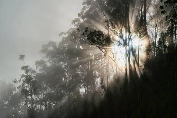 Une Belle Sombre Forêt Eucalyptus Couverte Brouillard Soir Madère Portugal — Photo
