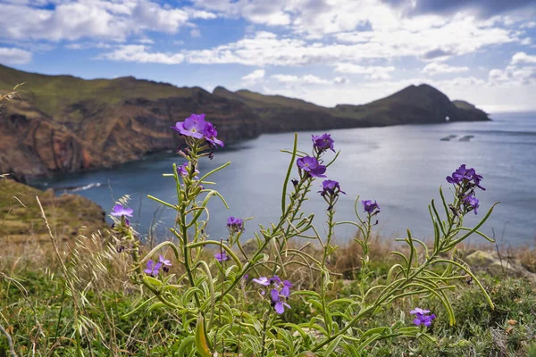Ponta Sao Lourenco Madeira Portugal Vacker Naturskön Bergsutsikt Över Grönt — Stockfoto