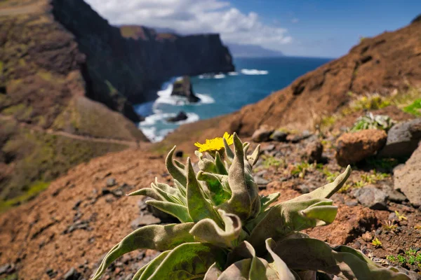 Ponta de Sao Lourenco, Madeira,Portugal. Vacker naturskön bergsutsikt över grönt landskap, klippor och Atlanten. — Stockfoto