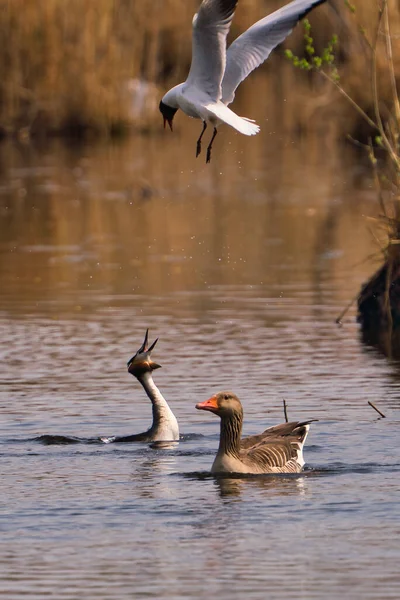 Wielki Crested Grebe Podiceps Cristatus Walczy Mewą Czarnej Głowie Gęsią — Zdjęcie stockowe