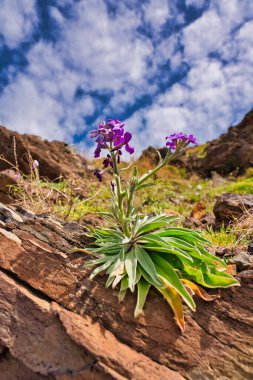 Matthiola maderensis Lowe, Madeira 'daki sao lourenco yarımadasında. Matthiola maderensis, Brassicaceae familyasından bir bitki türü. Madeira Takımadası 'na özgüdür..