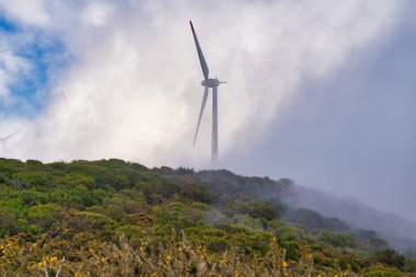 Önünde sarı çiçekli Highland Platosu Paul da Serra, Madeira, Portekiz