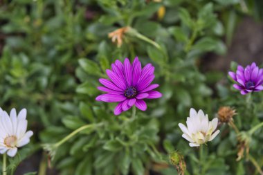 Osteospermum ecklonis veya Dimorphotheca ecklonis veya Cape marguerite çiçekleri