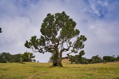 Portekiz 'deki Madeira Adası' ndaki Mistik Fanal Laurisilva Ormanı 'na bakın.
