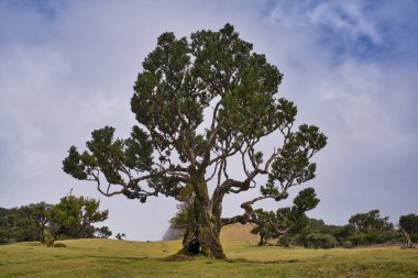 Portekiz 'deki Madeira Adası' ndaki Mistik Fanal Laurisilva Ormanı 'na bakın.