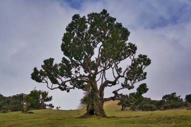 Portekiz 'deki Madeira Adası' ndaki Mistik Fanal Laurisilva Ormanı 'na bakın.