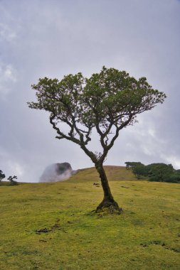 Portekiz 'deki Madeira Adası' ndaki Mistik Fanal Laurisilva Ormanı 'na bakın.