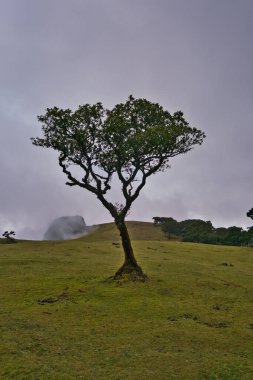 Portekiz 'deki Madeira Adası' ndaki Mistik Fanal Laurisilva Ormanı 'na bakın.
