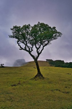 Portekiz 'deki Madeira Adası' ndaki Mistik Fanal Laurisilva Ormanı 'na bakın.