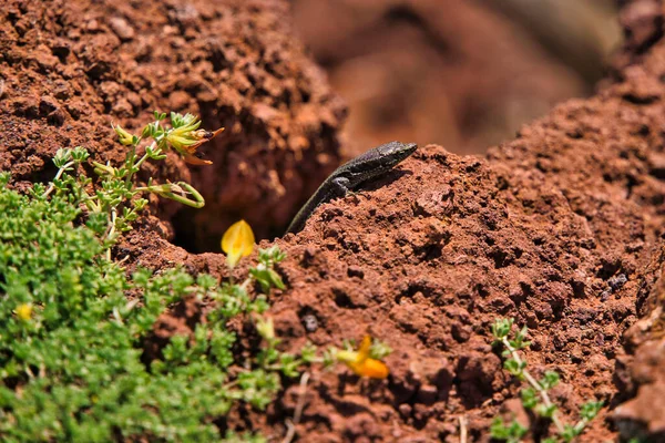 Die Nahaufnahme Der Braunen Eidechse Von Madeira Bekannt Als Lagartixa — Stockfoto