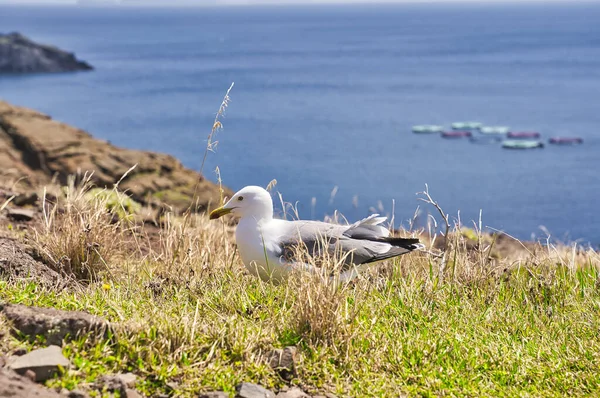 Ponta de Sao Lourenco, Madeira, Portekiz. Yeşil manzaralı güzel bir dağ manzarası, uçurumlar ve Atlantik Okyanusu. Aktif yaz yürüyüşü sahnesi. Seyahat tatili geçmişi