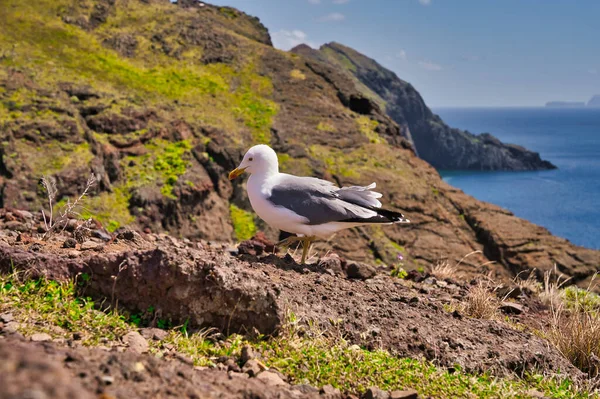 Ponta Sao Lourenco Madeira Portugal Prachtig Uitzicht Bergen Van Groen — Stockfoto