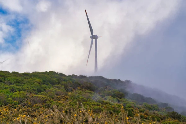 Önünde sarı çiçekli Highland Platosu Paul da Serra, Madeira, Portekiz