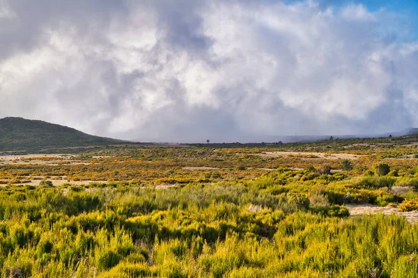 Önünde sarı çiçekli Highland Platosu Paul da Serra, Madeira, Portekiz