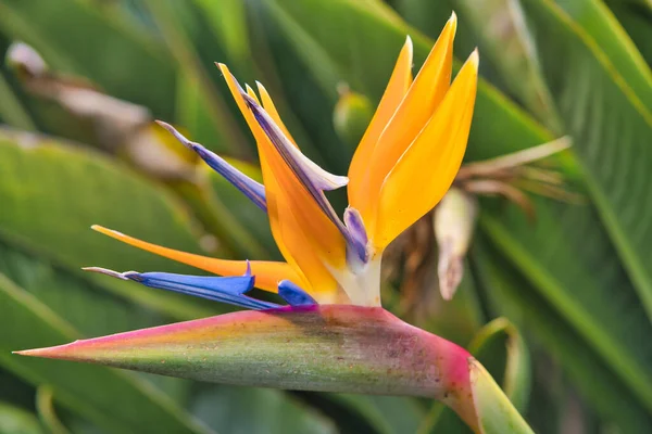 Strelitzia Reginae Kwiat Zbliżenie Ptak Rajski Kwiat Wyspa Madera — Zdjęcie stockowe