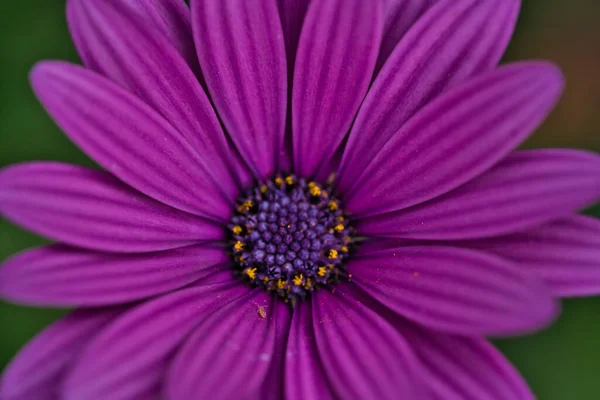 Квіти Osteospermum Ecklonis Або Dimorphotheca Ecklonis Або Cape Marguerite — стокове фото