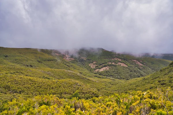 Erica Arborea Skog Madeira Portugal — Stockfoto