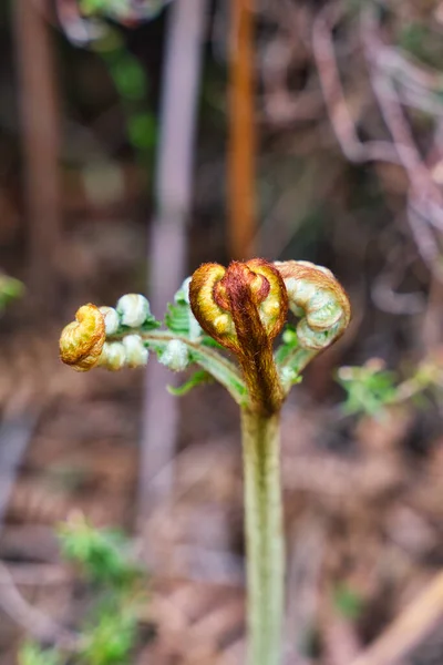 Κοντινό Πλάνο Νεαρών Βλαστών Ένα Κοινό Φυτό Bracken Pteridium Aquilinum — Φωτογραφία Αρχείου