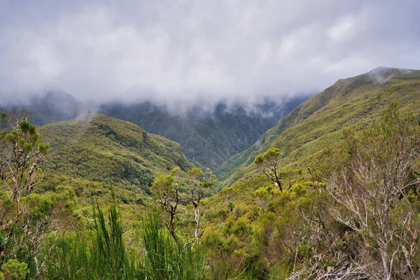 Madeira Portekiz 'deki Erica Arborea L. Ormanı