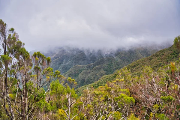 Erica Arborea Skog Madeira Portugal — Stockfoto