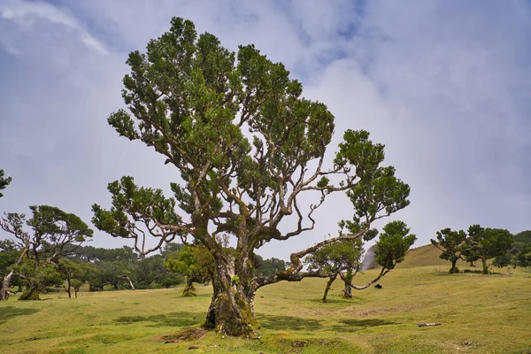 Portekiz 'deki Madeira Adası' ndaki Mistik Fanal Laurisilva Ormanı 'na bakın.