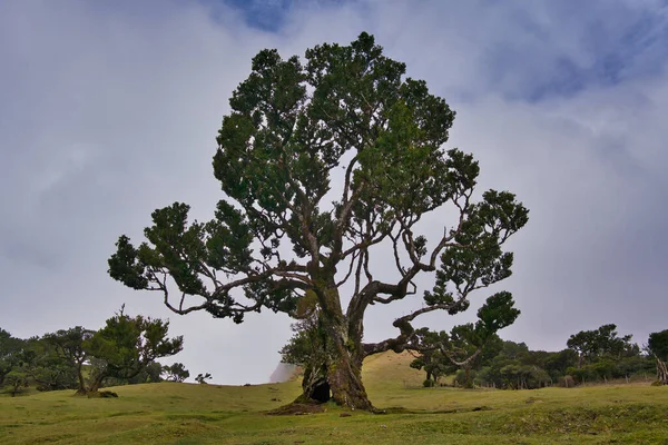 Portekiz 'deki Madeira Adası' ndaki Mistik Fanal Laurisilva Ormanı 'na bakın.