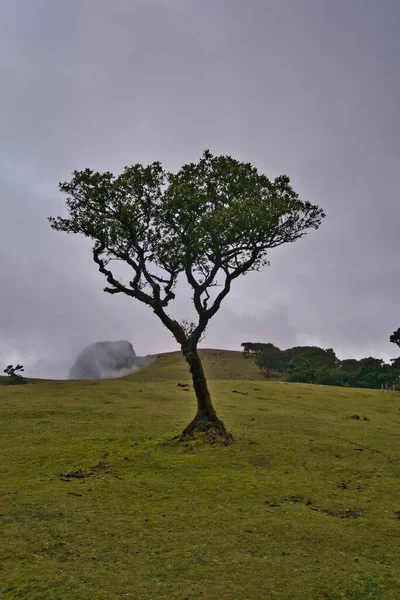 Portekiz 'deki Madeira Adası' ndaki Mistik Fanal Laurisilva Ormanı 'na bakın.