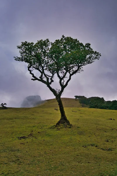 Portekiz 'deki Madeira Adası' ndaki Mistik Fanal Laurisilva Ormanı 'na bakın.