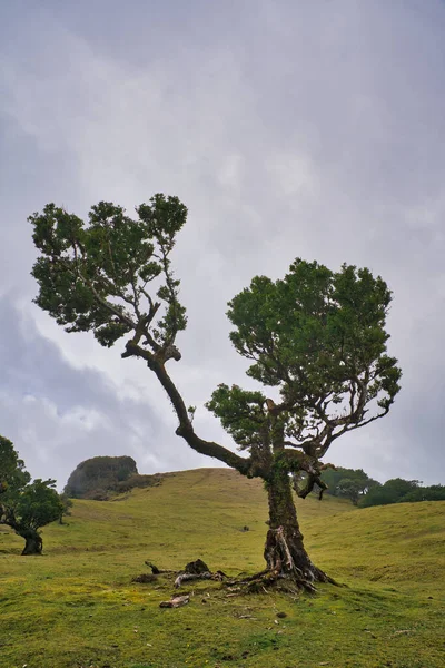 Pohled Mystical Fanal Laurisilva Forest Ostrově Madeira Portugalsko — Stock fotografie