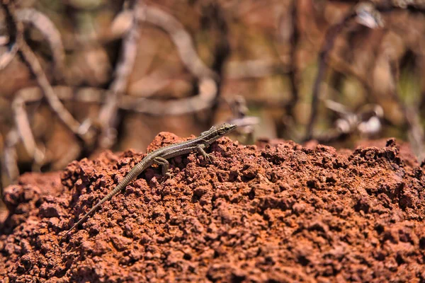 Close Brown Lizard Madeira Island Known Lagartixa Red Soil Sao Royalty Free Stock Images