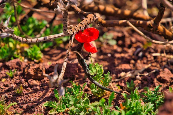 Lizard Collects Nectar Red Poppy Flower Sao Lourenco Madeira Stock Picture
