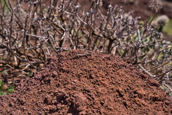 Close Brown Lizard Madeira Island Known Lagartixa Red Soil Sao Royalty Free Stock Photos