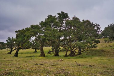 Portekiz 'deki Madeira Adası' ndaki Mistik Fanal Laurisilva Ormanı 'na bakın.