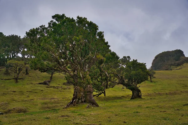 Portekiz 'deki Madeira Adası' ndaki Mistik Fanal Laurisilva Ormanı 'na bakın.