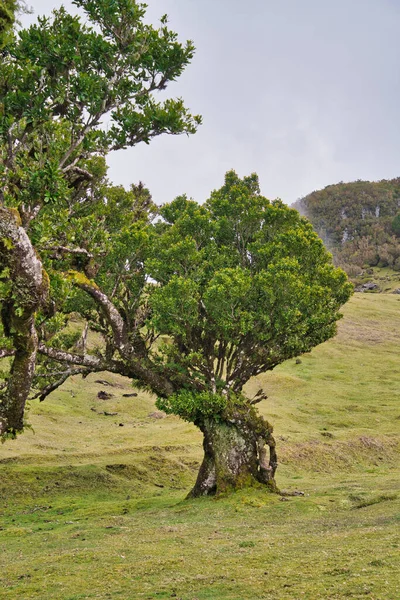 Portekiz 'deki Madeira Adası' ndaki Mistik Fanal Laurisilva Ormanı 'na bakın.