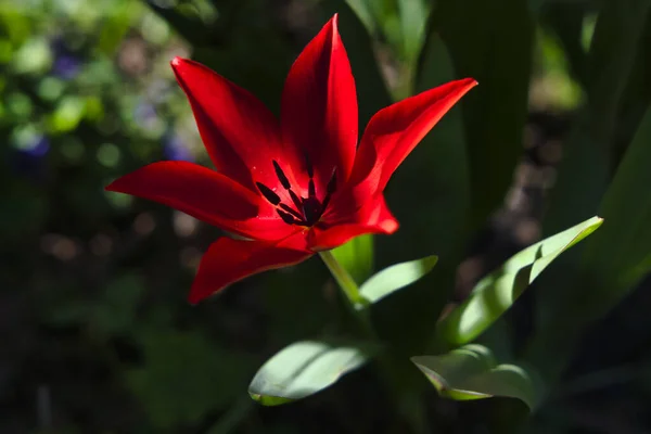 Gyönyörű Fényes Vörös Virág Tulipán Virágzik Nagyi Kertjében Németországban — Stock Fotó