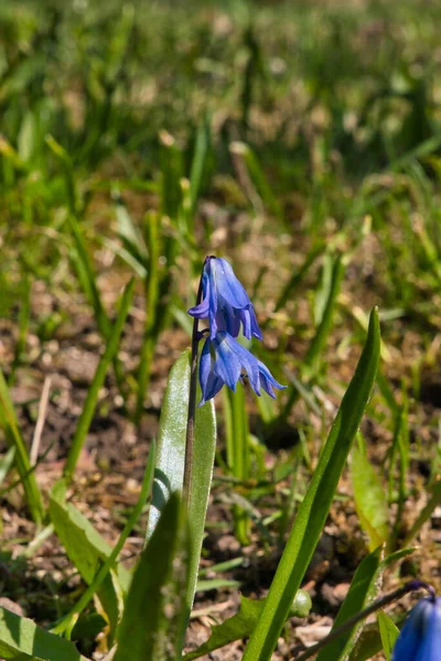 Schöner Hintergrund Blaue Blumen Gerüste Scilla Monanthos Oder Scylla Caucasica — Stockfoto