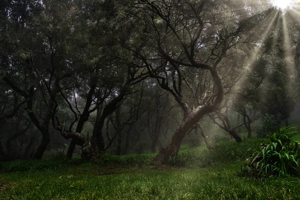 Une Belle Vue Sur Nature Verdoyante Forêt Laurissilva Unesco Forêt — Photo